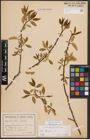 Foto von Salix fragilis L.